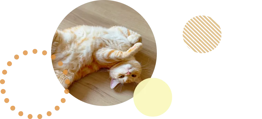 背景画像の装飾